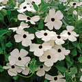 Susie White Black-Eyed Susan Vine Thunbergia Seeds