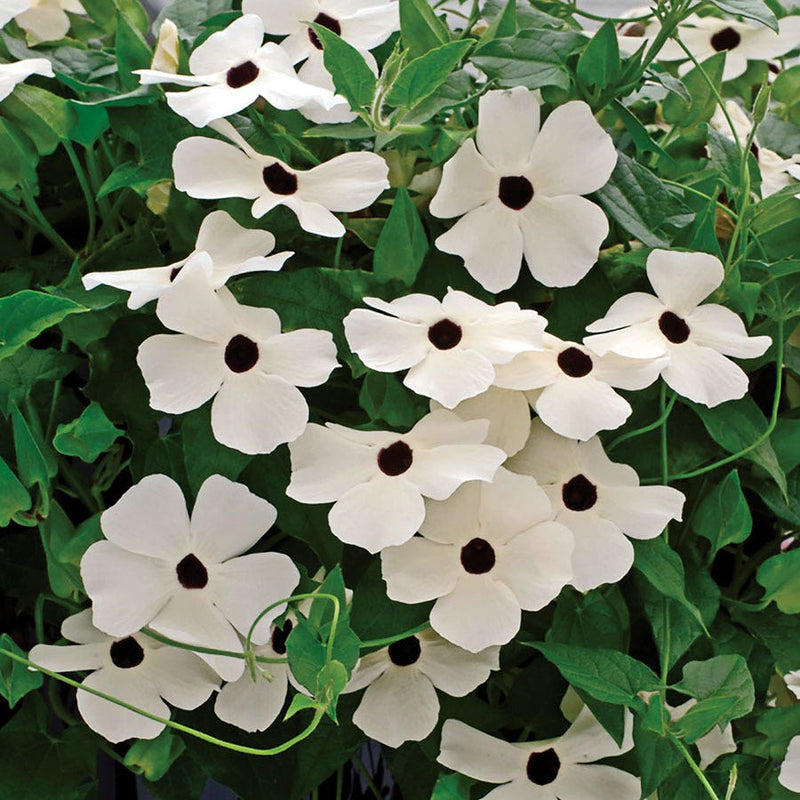 Susie White Black-Eyed Susan Vine Thunbergia Seeds