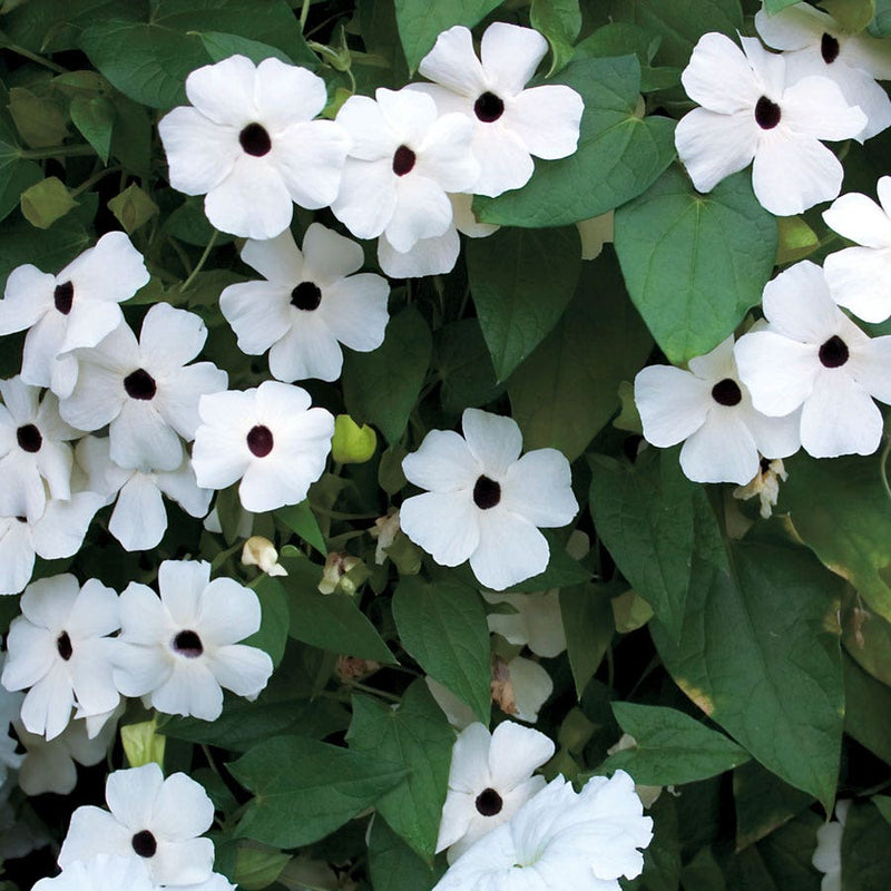 Susie White Black-Eyed Susan Vine Thunbergia Seeds - Large Packet