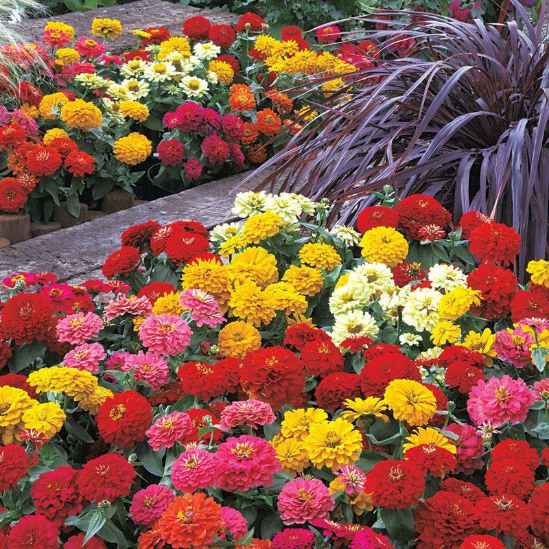 Dreamland Mix Hybrid Zinnia Seeds