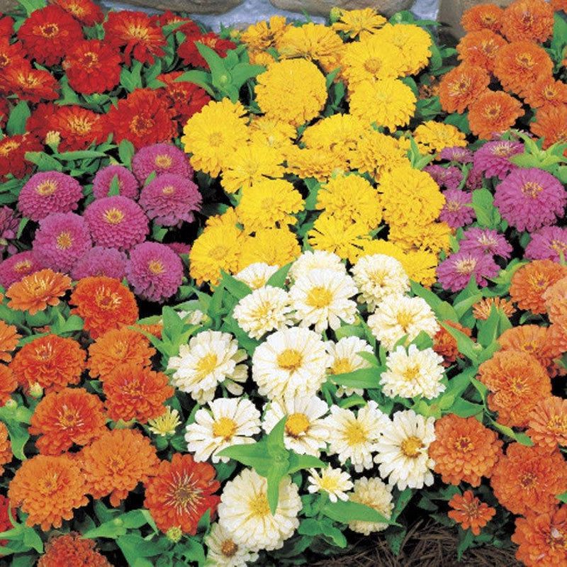 Dreamland Mix Hybrid Zinnia Seeds - Large Packet