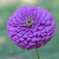 Parks Picks Lilac Zinnia Seeds
