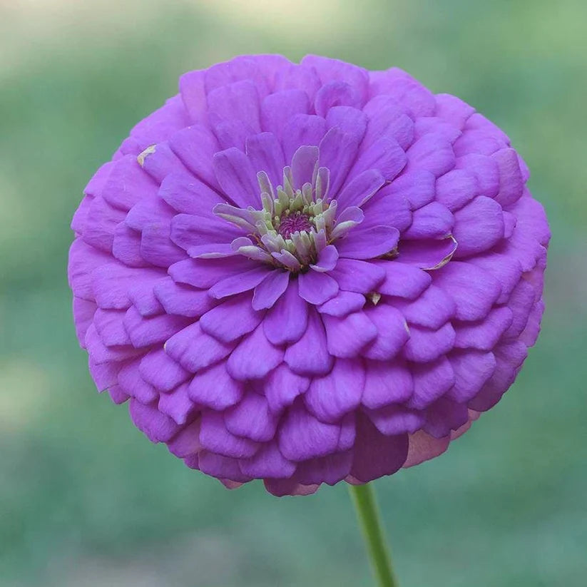 Parks Picks Lilac Zinnia Seeds