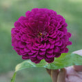 Parks Picks Purple Zinnia Seeds