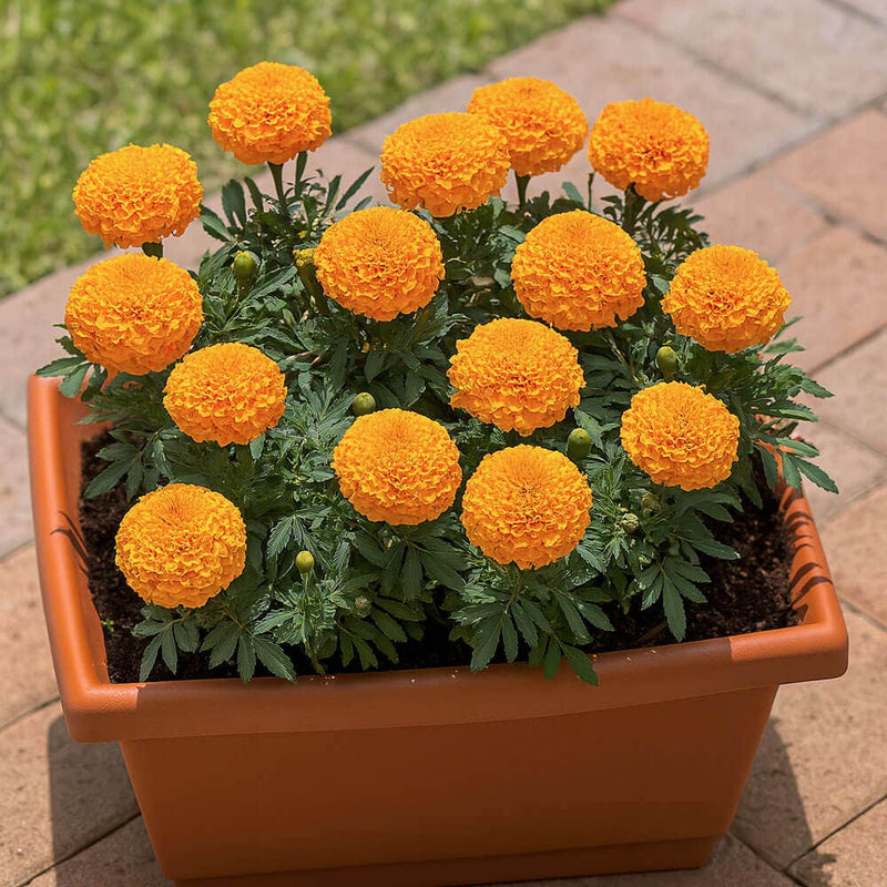 Parks Whopper Orange Marigold Seeds