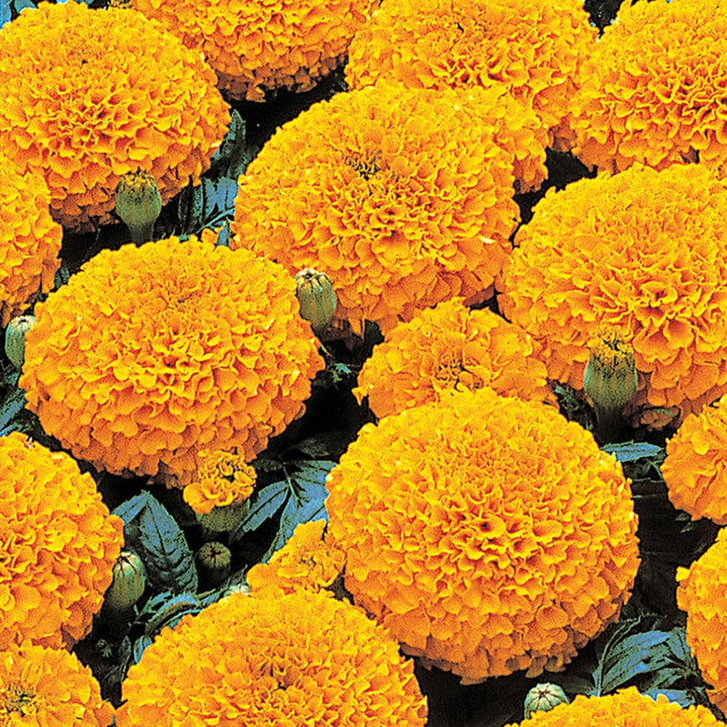 Parks Whopper Orange Marigold Seeds - Large Packet