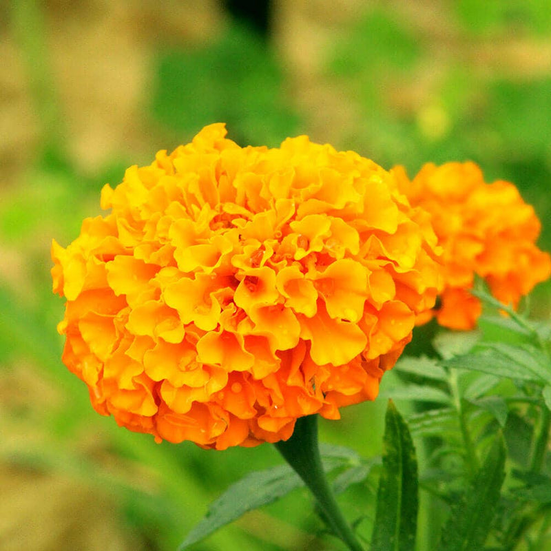 Parks Whopper Orange Marigold Seeds - Mega Pack