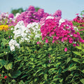 Bees Bouquet Hardy Phlox Seeds