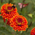 Crouching Tiger Zinnia Seeds