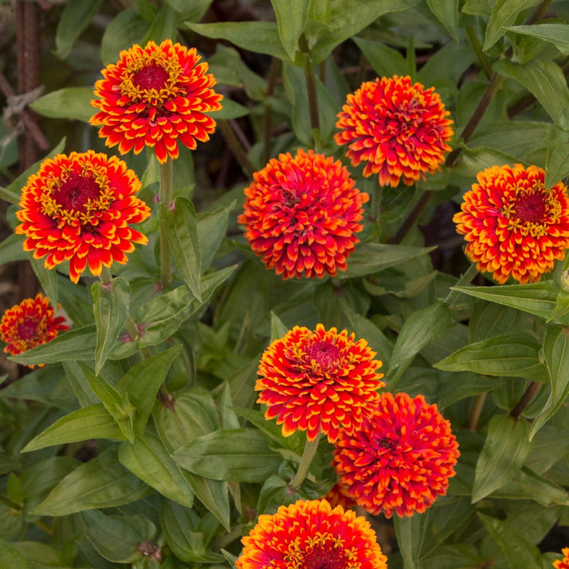 Crouching Tiger Zinnia Seeds - Large Packet