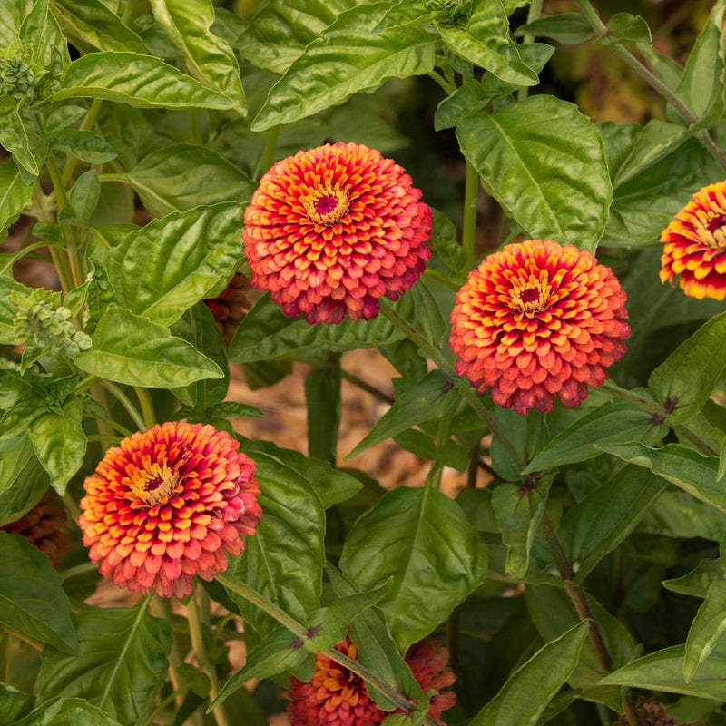 Crouching Tiger Zinnia Seeds - Mega Pack