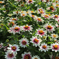 Zahara Starlight Rose Zinnia Seeds