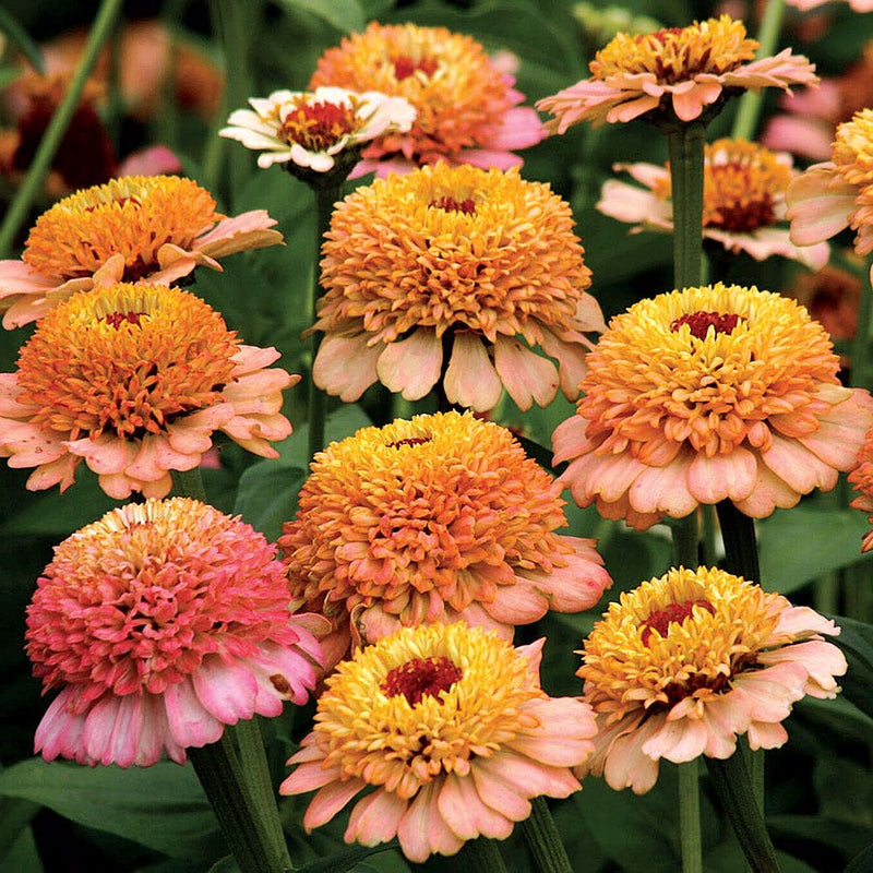 Zinderella Peach Zinnia Seeds