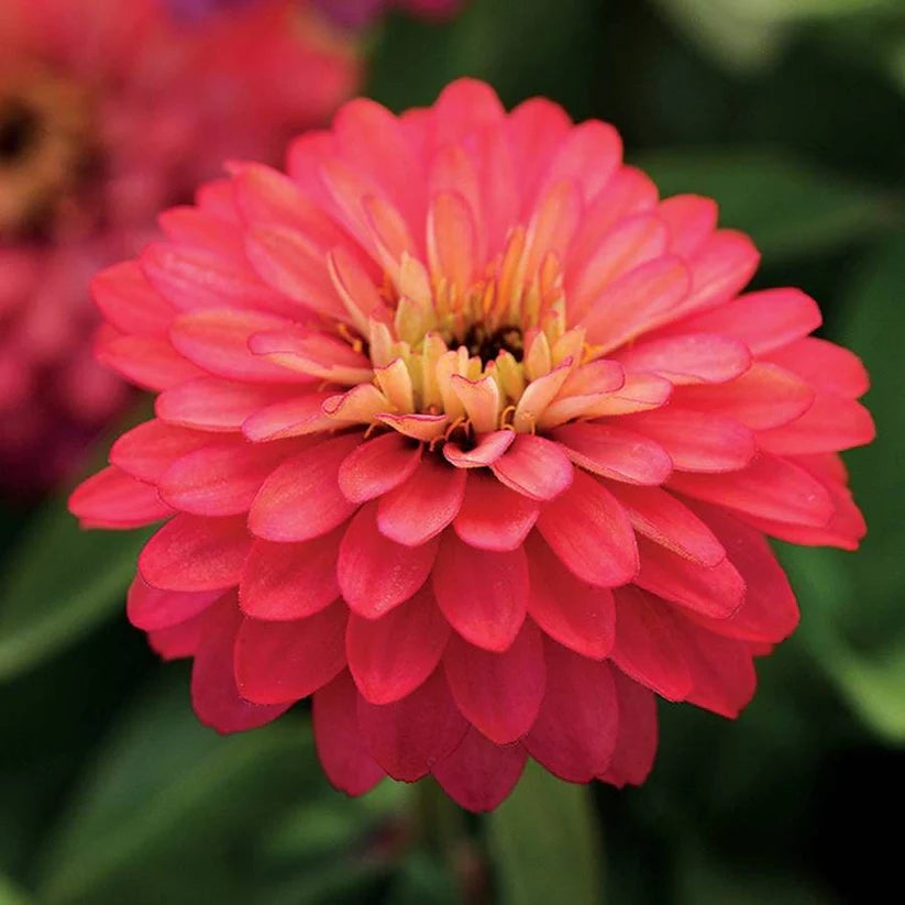 Double Zahara Salmon Zinnia Seeds