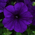 E3 Easy Wave Blue Petunia Seeds