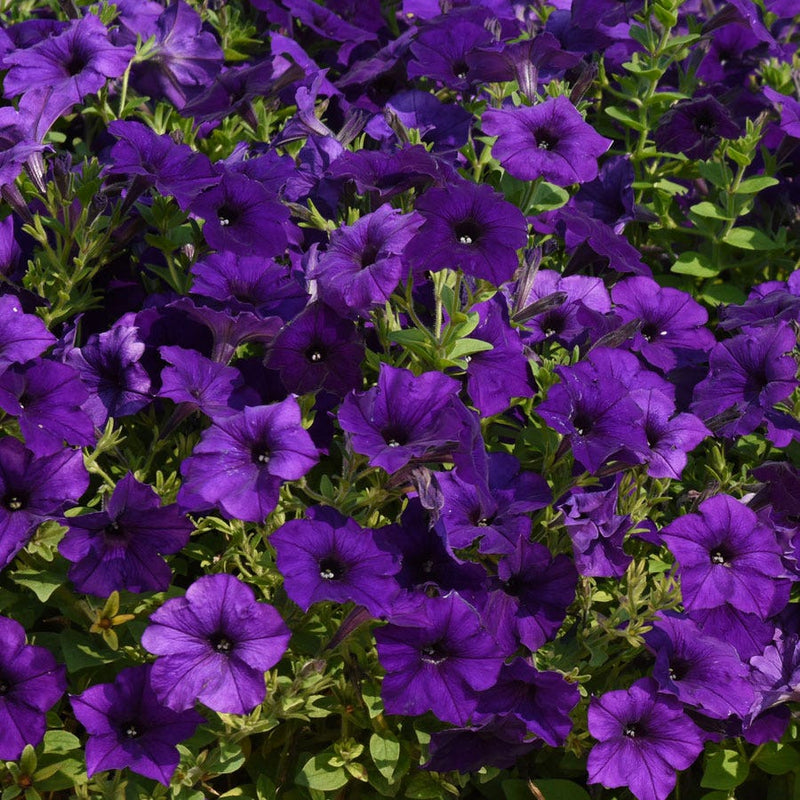 E3 Easy Wave Blue Petunia Seeds - Large Packet