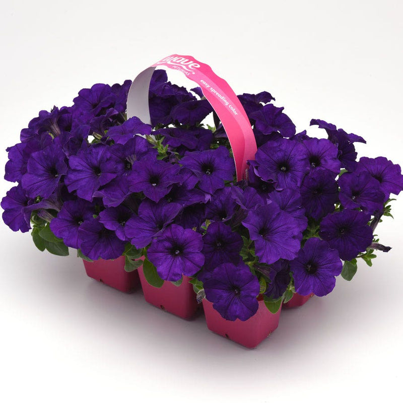 E3 Easy Wave Blue Petunia Seeds - Mega Pack